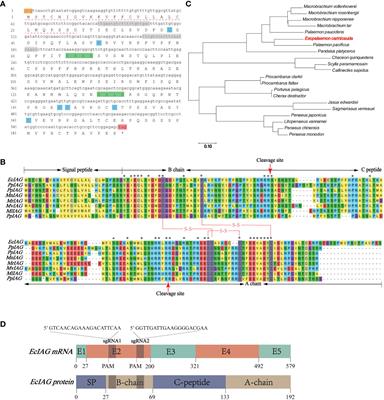 CRISPR/Cas9-mediated gene mutation of EcIAG leads to sex reversal in the male ridgetail white prawn Exopalaemon carinicauda